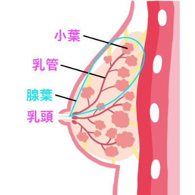 乳房の構造